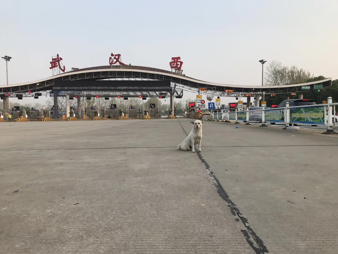 A white dog sitting alone on the empty road at Wuhan West highway checkpoint, all toll lanes closed, on the morning Wuhan reopened after 76 days of lockdown