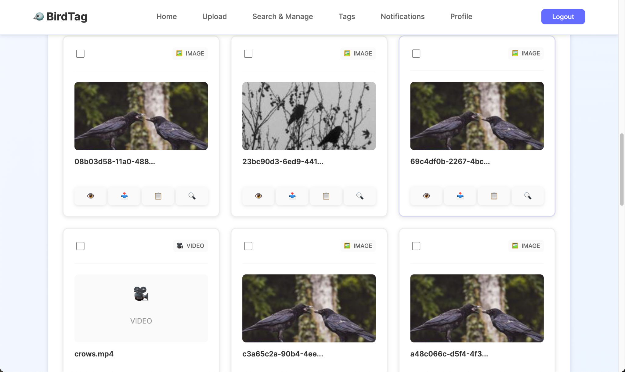 BirdTag search results and file management interface